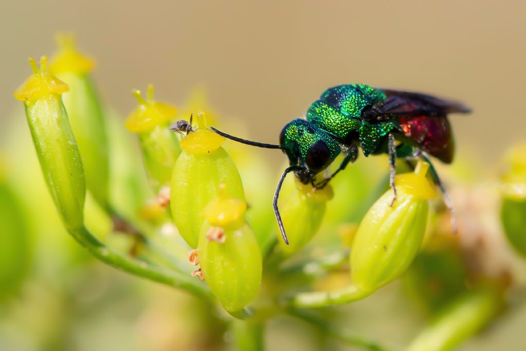 Chrysididae sp.
